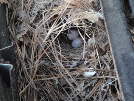 birdsnest2.jpg