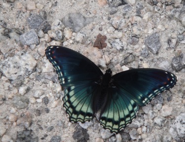butterfly.JPG