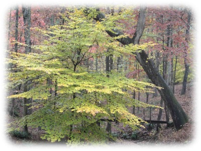 fallcolor2.jpg