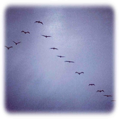Birds