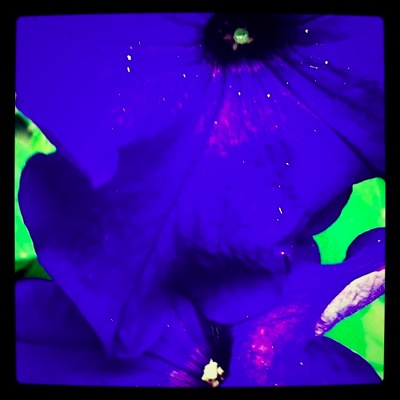 Bluewave1