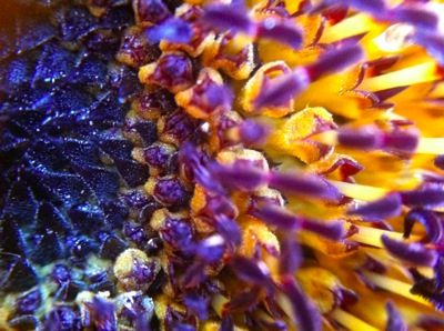 Sunflower10