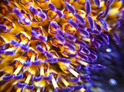 Sunflower2