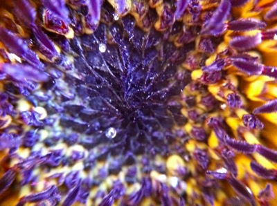 Sunflower3