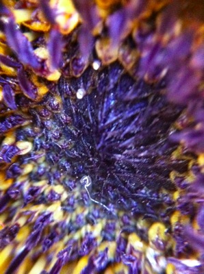 Sunflower6