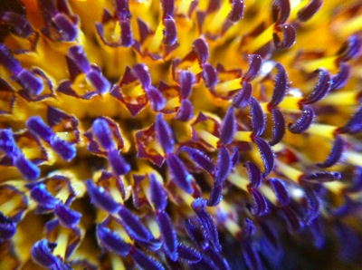 Sunflower7