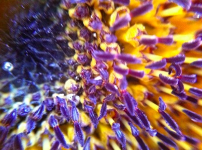 Sunflower8