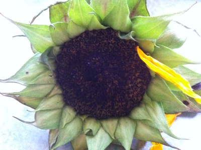 Sunflowerdying1