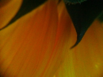 Sunflowerpetals1