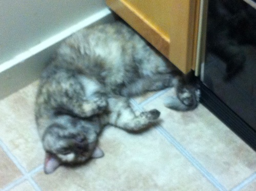 PippSleeps
