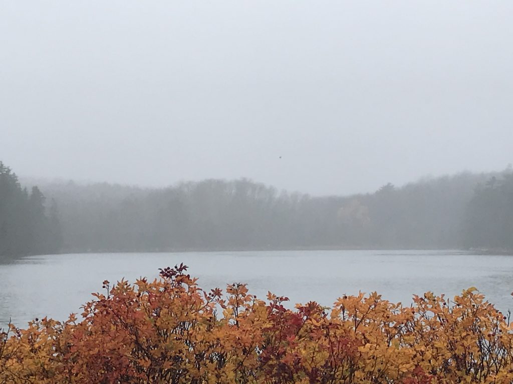 leaves of orange and red and yellow appear in front of the ocean clouded in fog and surrounded by trees and hills
